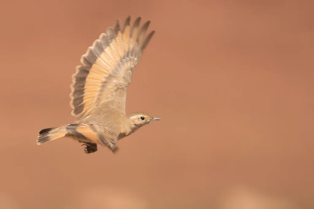 棕斑掘穴雀(Geositta rufipennis)
