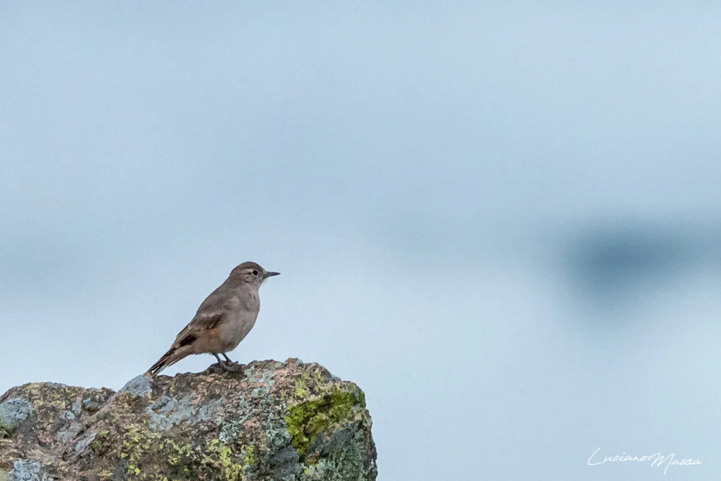 棕斑掘穴雀(Geositta rufipennis)