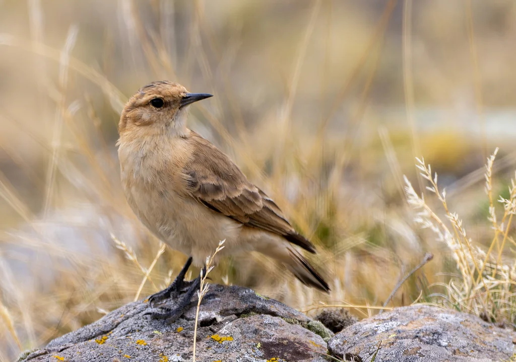 黑翅掘穴雀(Geositta saxicolina)