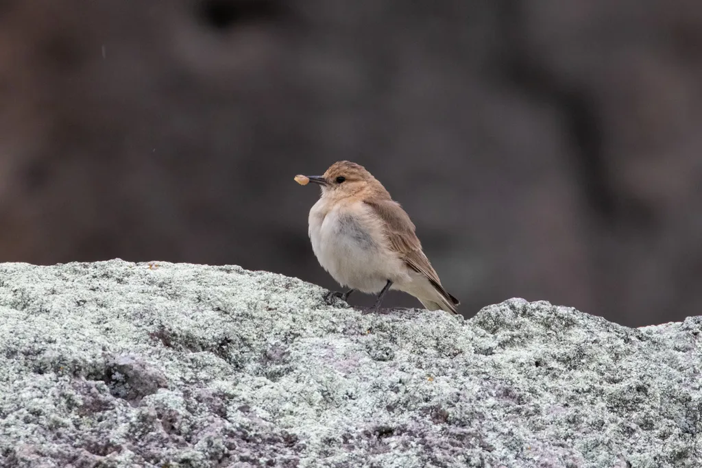 黑翅掘穴雀(Geositta saxicolina)