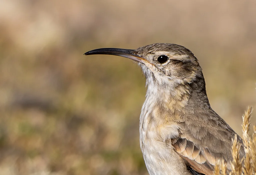 细嘴掘穴雀(Geositta tenuirostris)