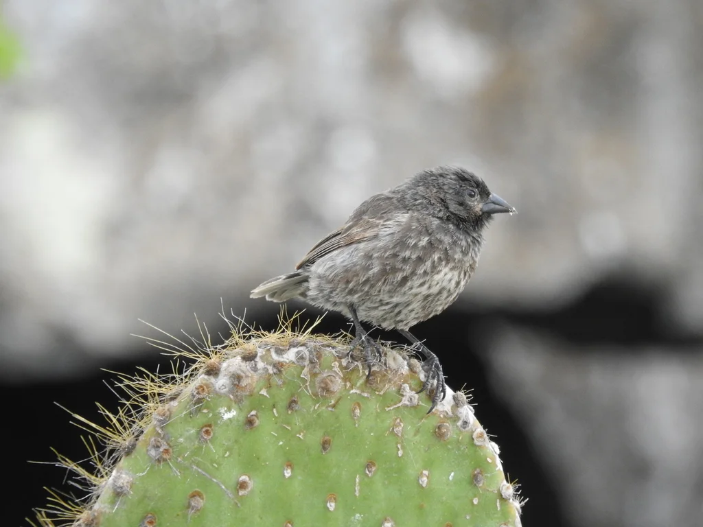 吉岛地雀(Geospiza acutirostris)
