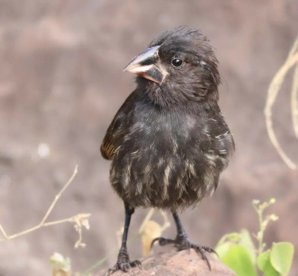 大仙人掌地雀(Geospiza conirostris)