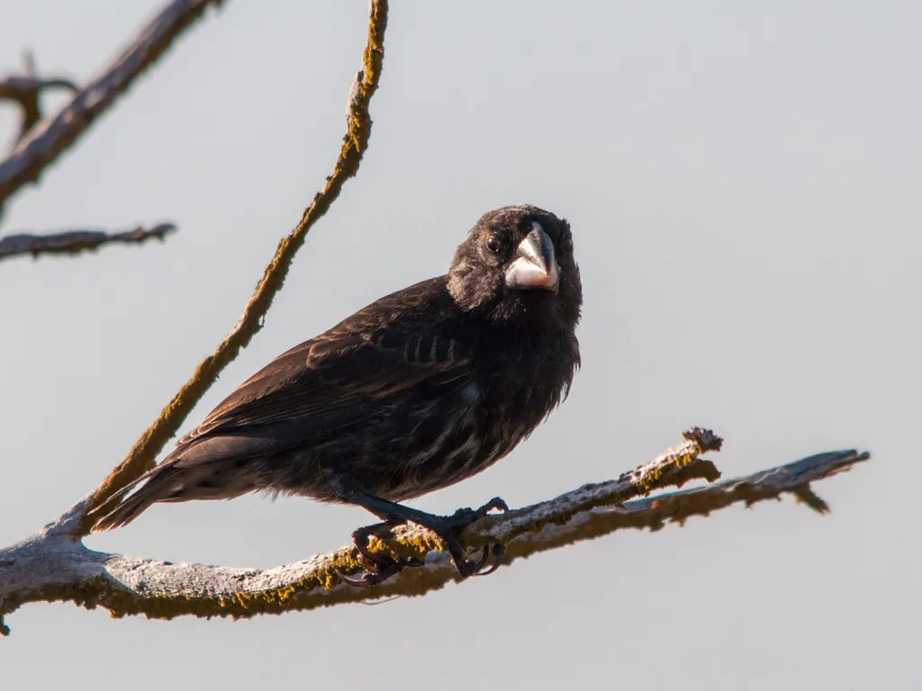 大仙人掌地雀(Geospiza conirostris)