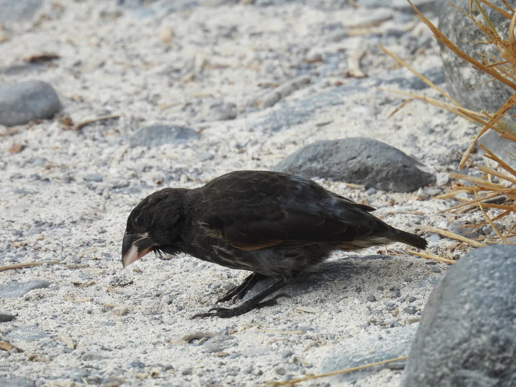 大仙人掌地雀(Geospiza conirostris)