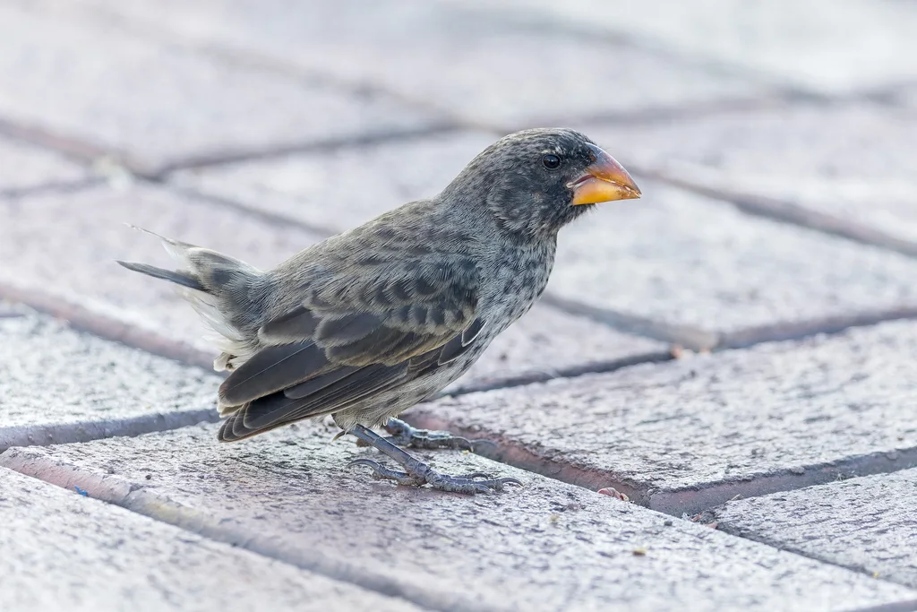 中地雀(Geospiza fortis)