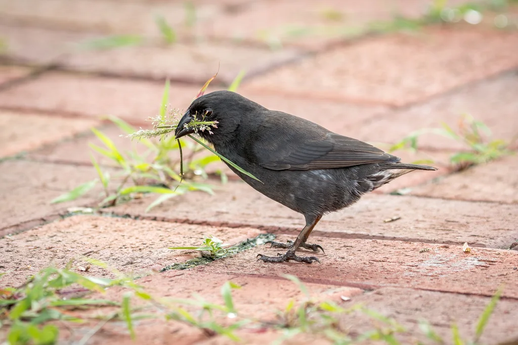 中地雀(Geospiza fortis)