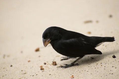 中地雀