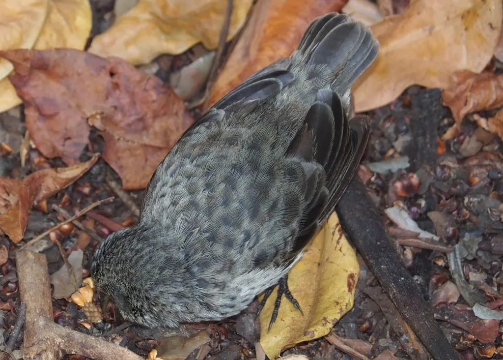 小地雀(Geospiza fuliginosa)