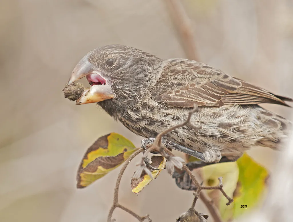 大地雀（Geospiza magnirostris）