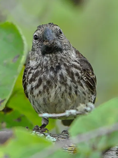 大地雀（Geospiza magnirostris）