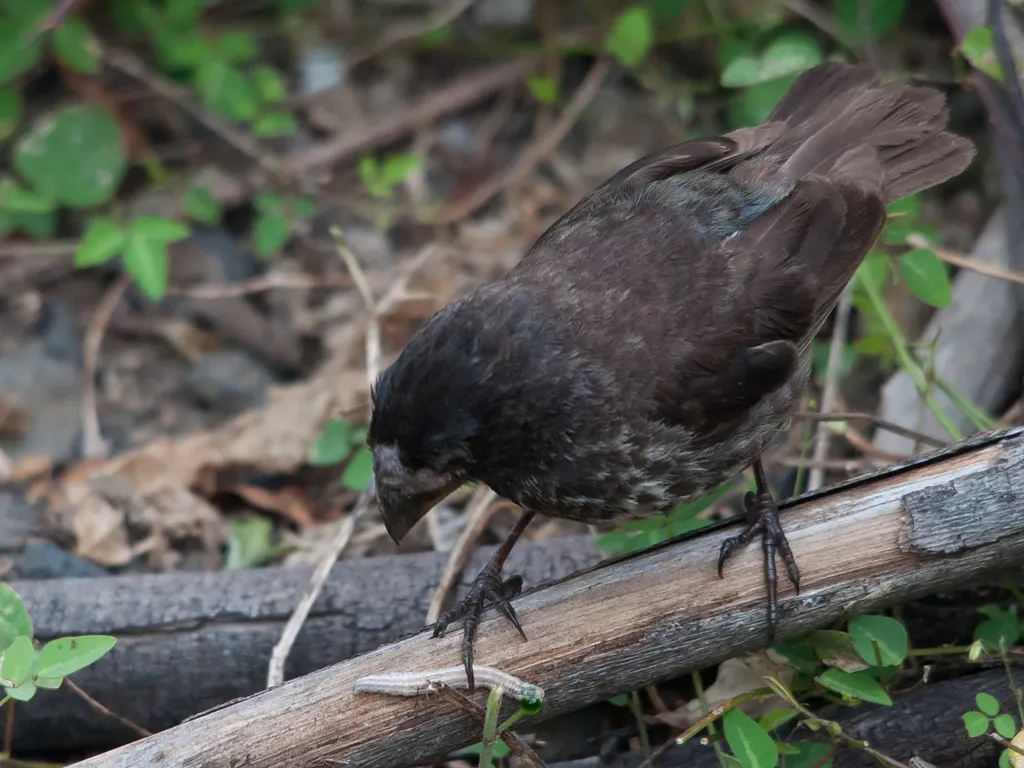 大地雀（Geospiza magnirostris）