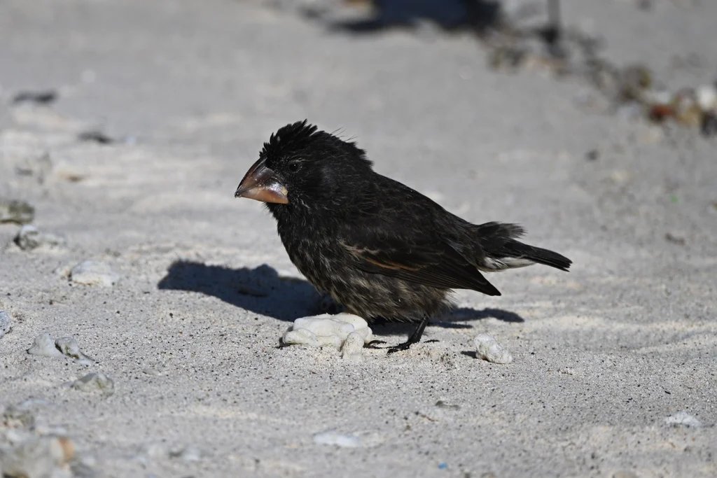 大地雀（Geospiza magnirostris）