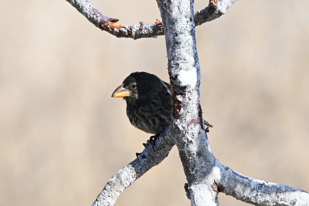吉岛仙人掌地雀(Geospiza propinqua)
