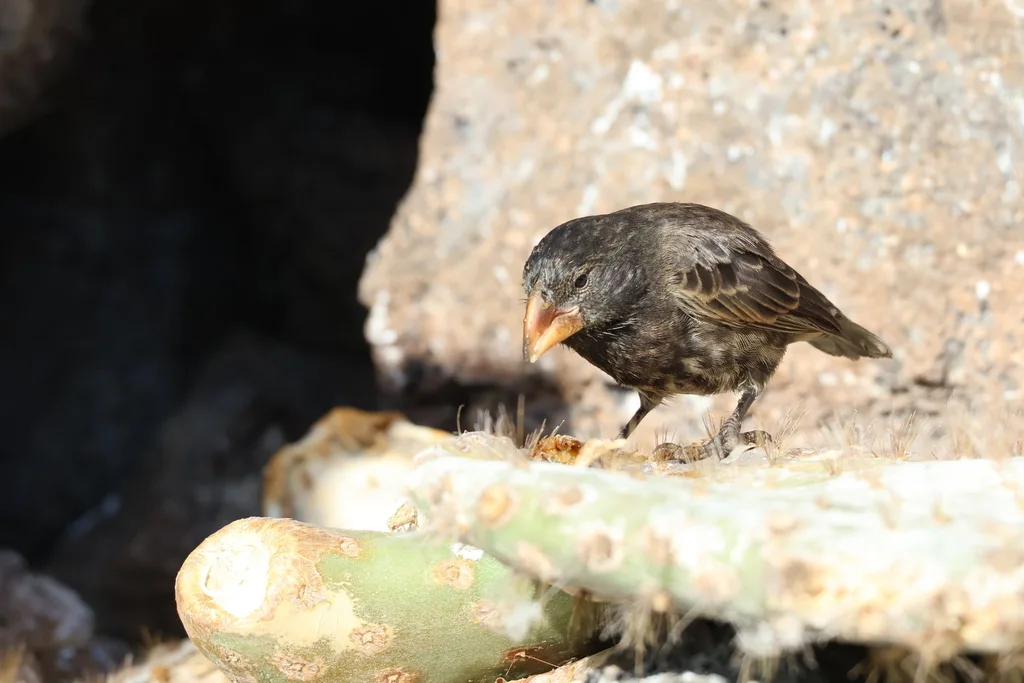 吉岛仙人掌地雀(Geospiza propinqua)
