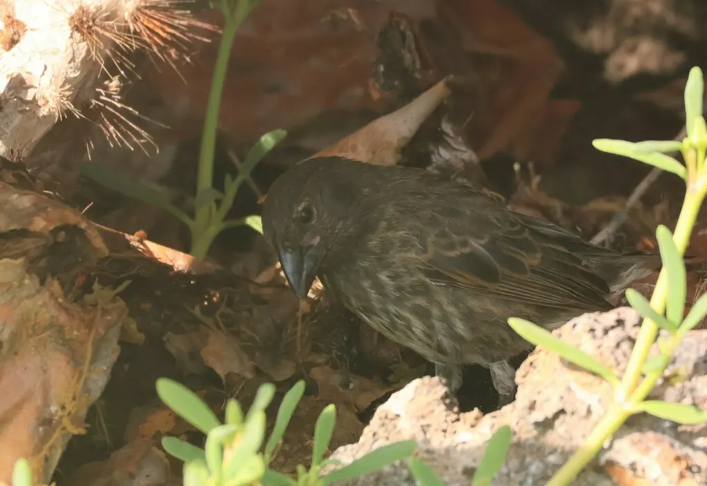 吉岛仙人掌地雀(Geospiza propinqua)