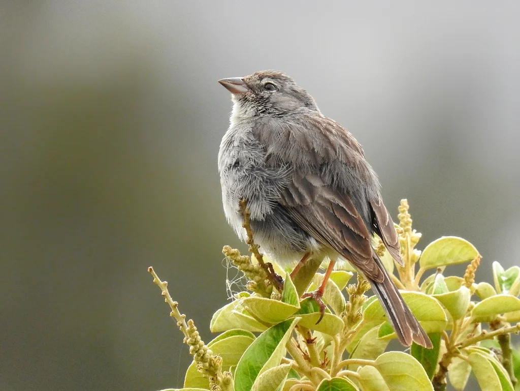 灰胸岭雀鹀(Geospizopsis plebejus)