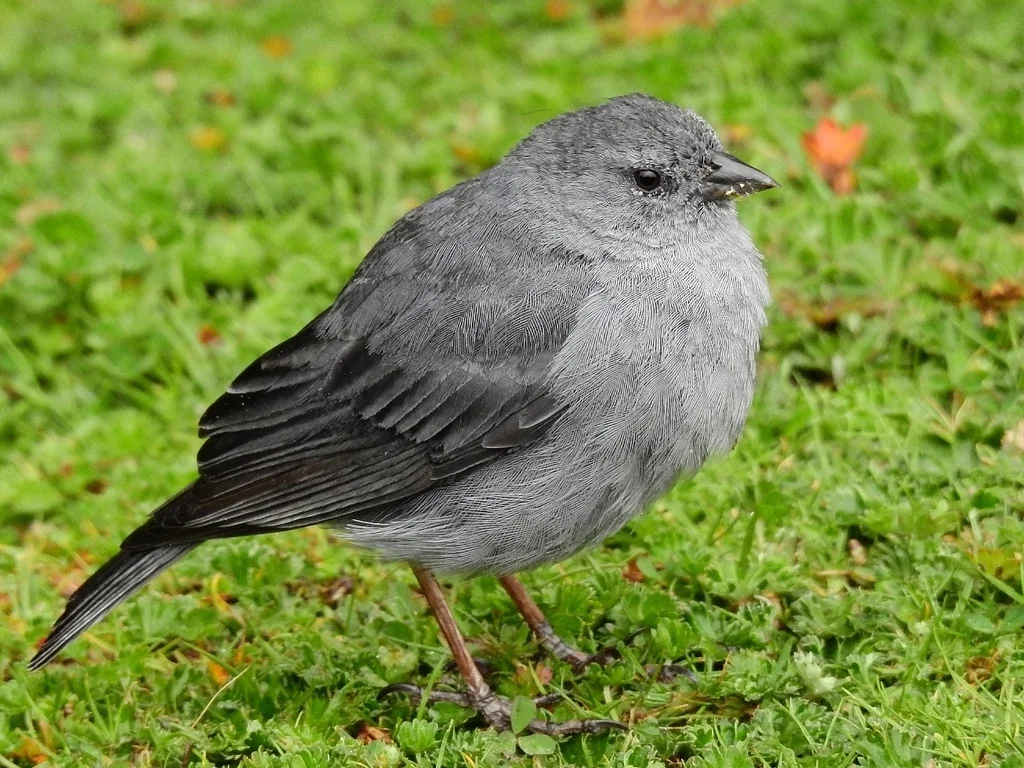 铅色岭雀鹀(Geospizopsis unicolor)