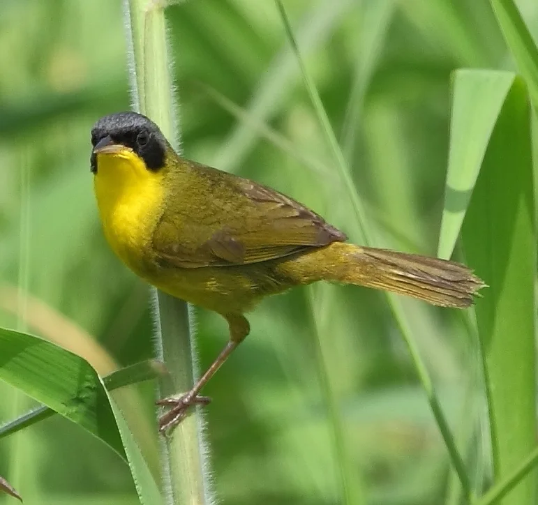 黑颊黄喉地莺(Geothlypis aequinoctialis)