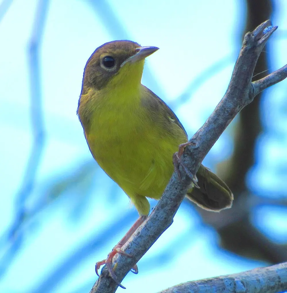 黑颊黄喉地莺(Geothlypis aequinoctialis)