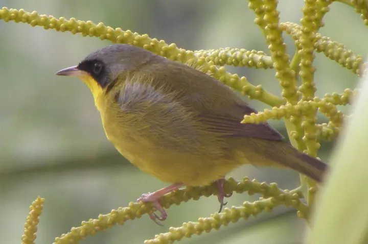黑颊黄喉地莺(Geothlypis aequinoctialis)