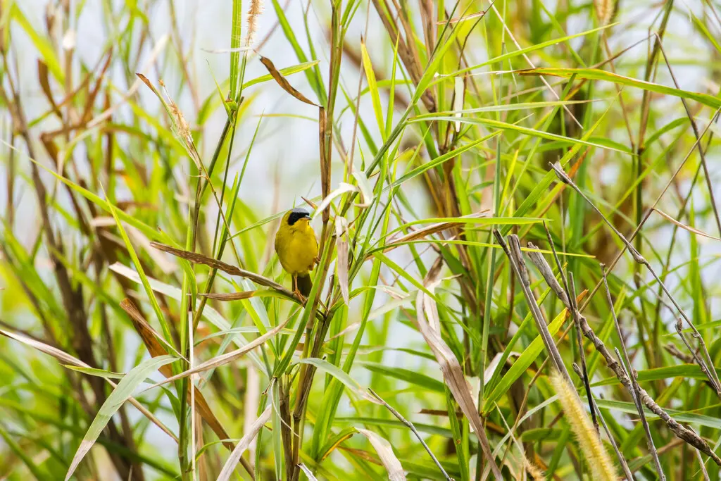 黑颊黄喉地莺(Geothlypis aequinoctialis)