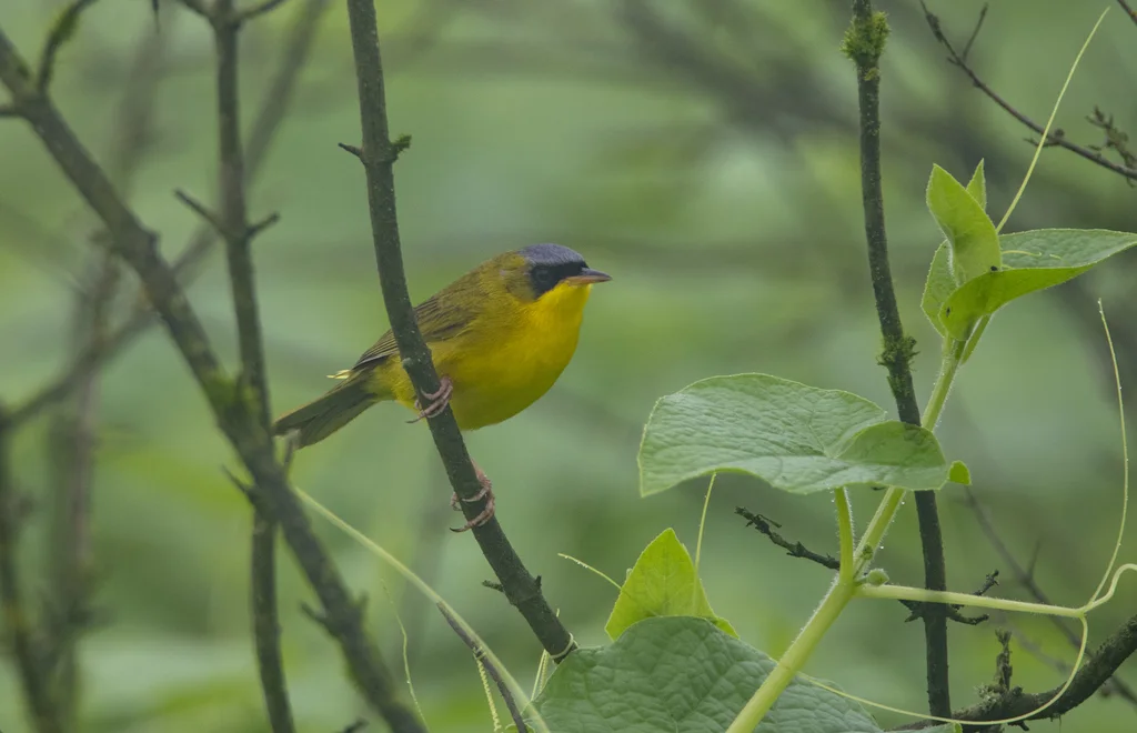 黑眼先黄喉地莺(Geothlypis auricularis)
