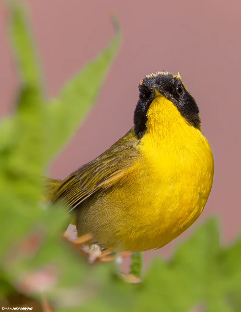 贝氏黄喉地莺(Geothlypis beldingi)