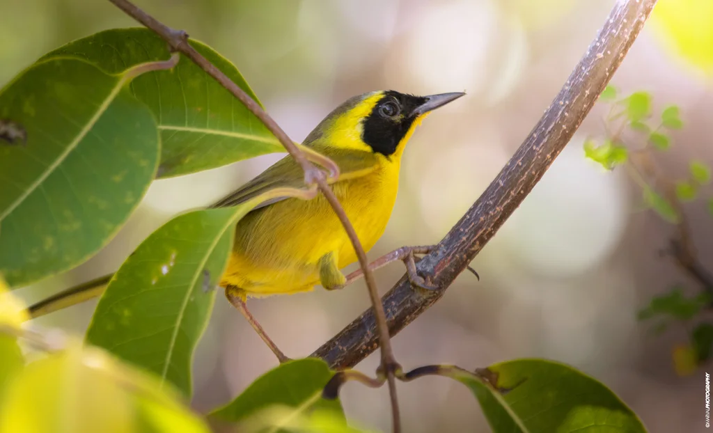 贝氏黄喉地莺(Geothlypis beldingi)