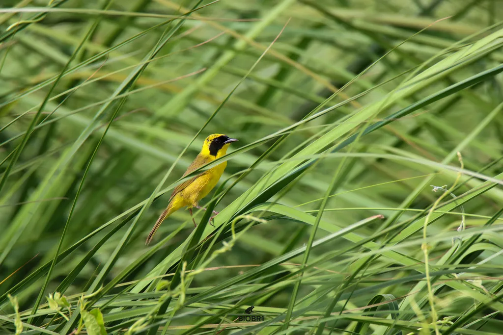 墨西哥黄喉地莺(Geothlypis flavovelata)