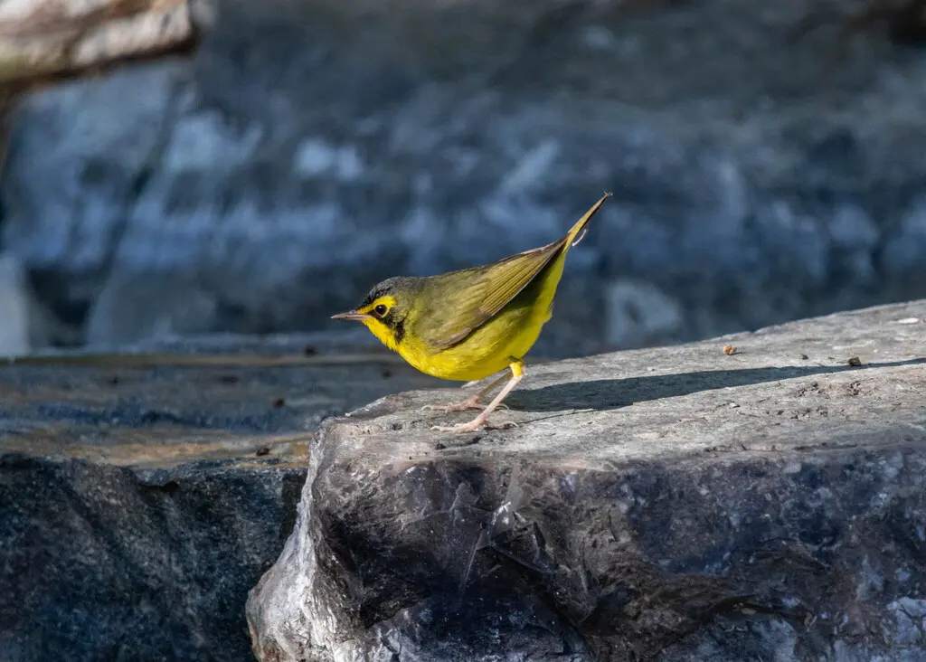 黄腹地莺(Geothlypis formosa)