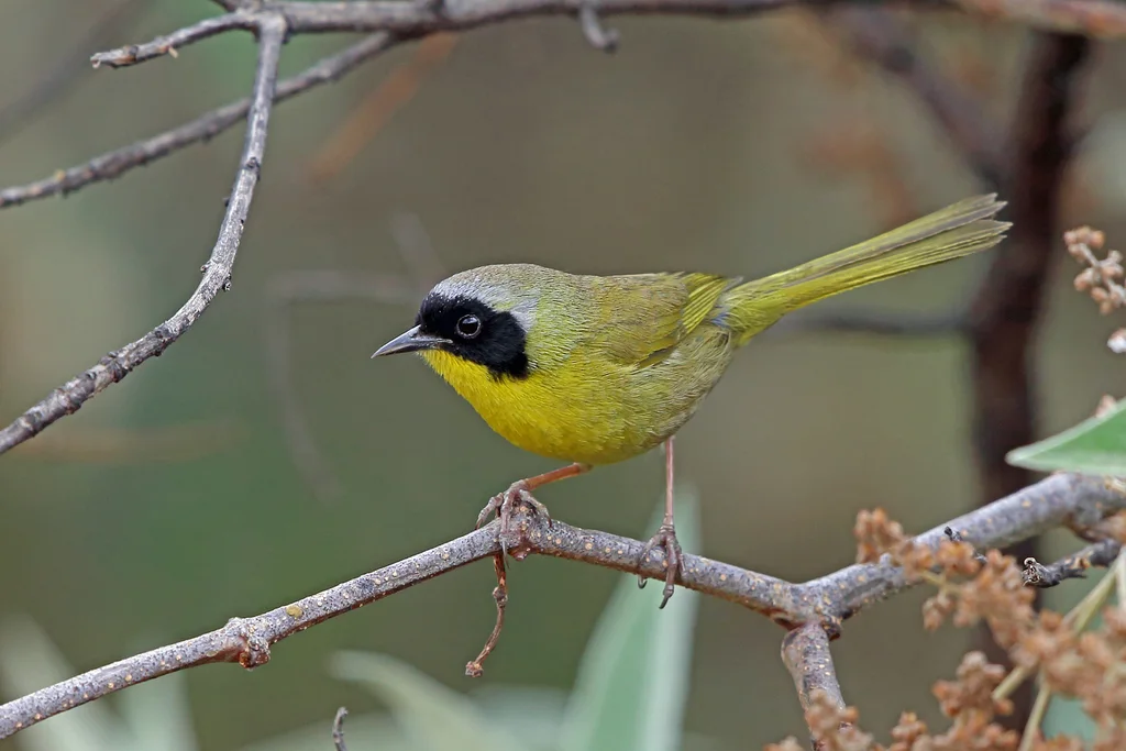 纳氏黄喉地莺(Geothlypis nelsoni)