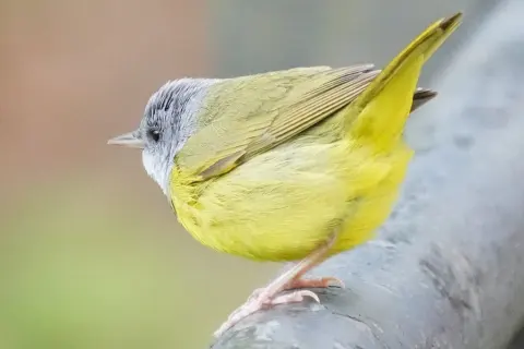 黑胸地莺