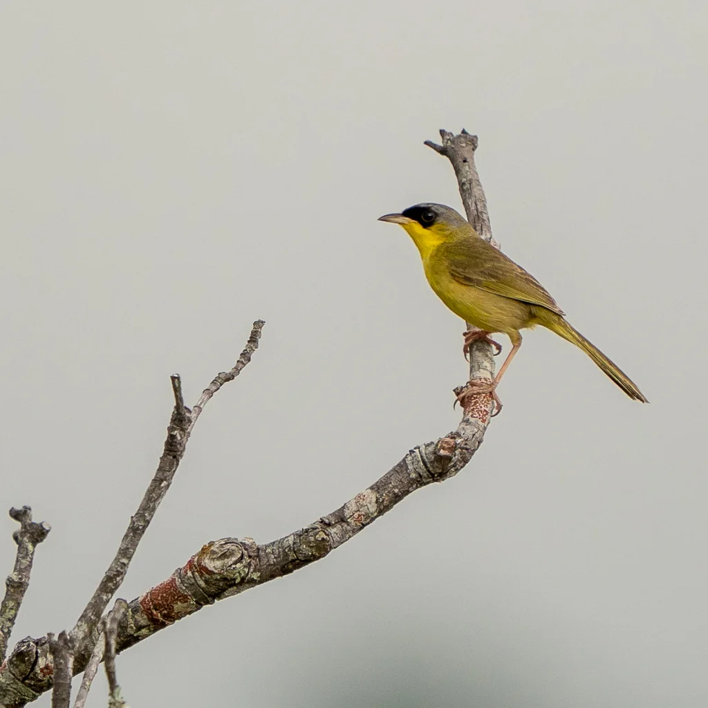 灰冠黄喉地莺(Geothlypis poliocephala)