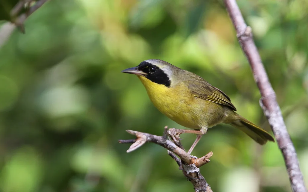 巴哈马黄喉地莺(Geothlypis rostrata)