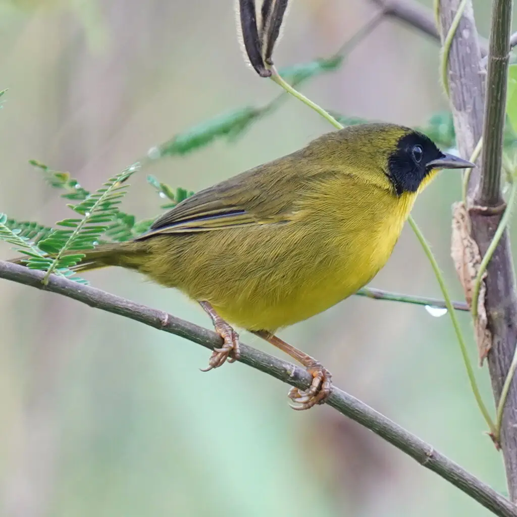 绿冠黄喉地莺(Geothlypis semiflava)