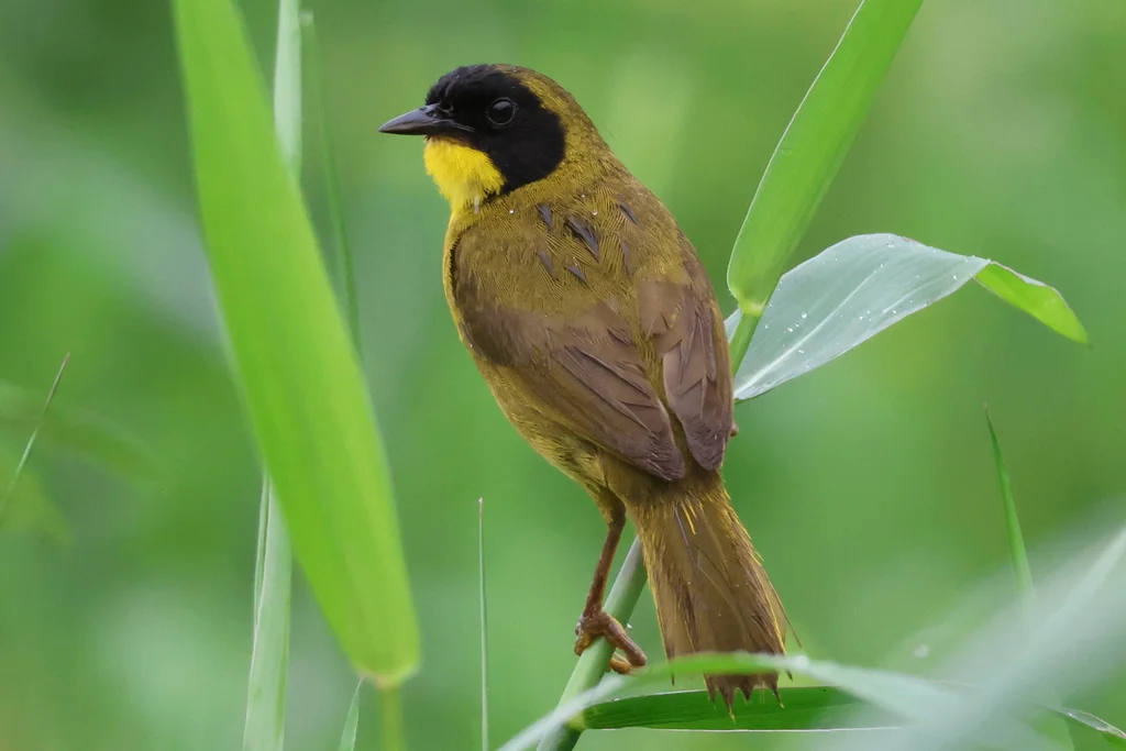 绿冠黄喉地莺(Geothlypis semiflava)