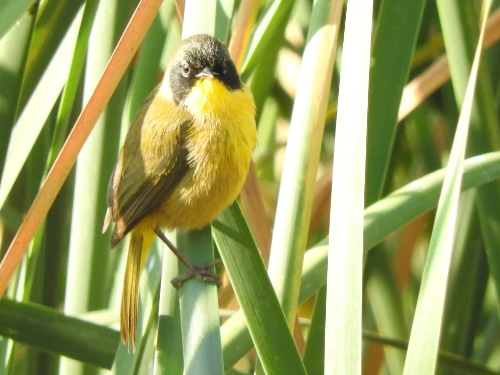 黑顶黄喉地莺（Geothlypis speciosa）