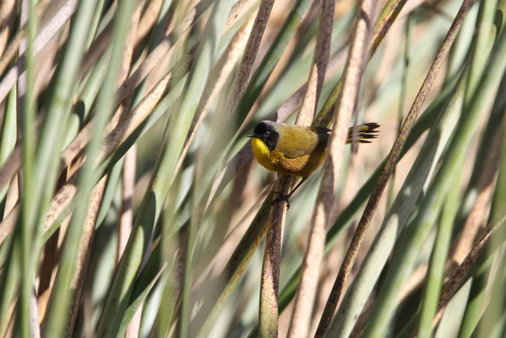 黑顶黄喉地莺（Geothlypis speciosa）