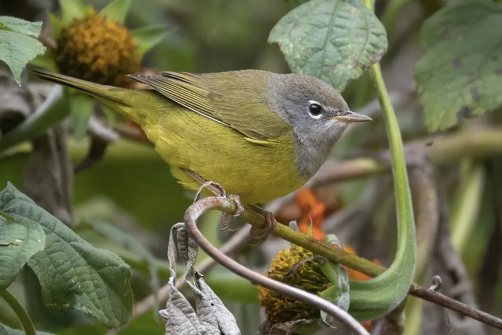 灰头地莺(Geothlypis tolmiei)