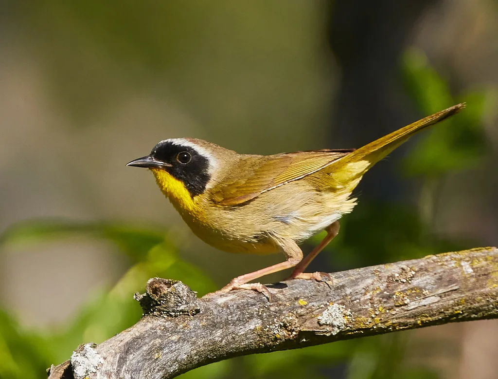 黄喉地莺(Geothlypis trichas)