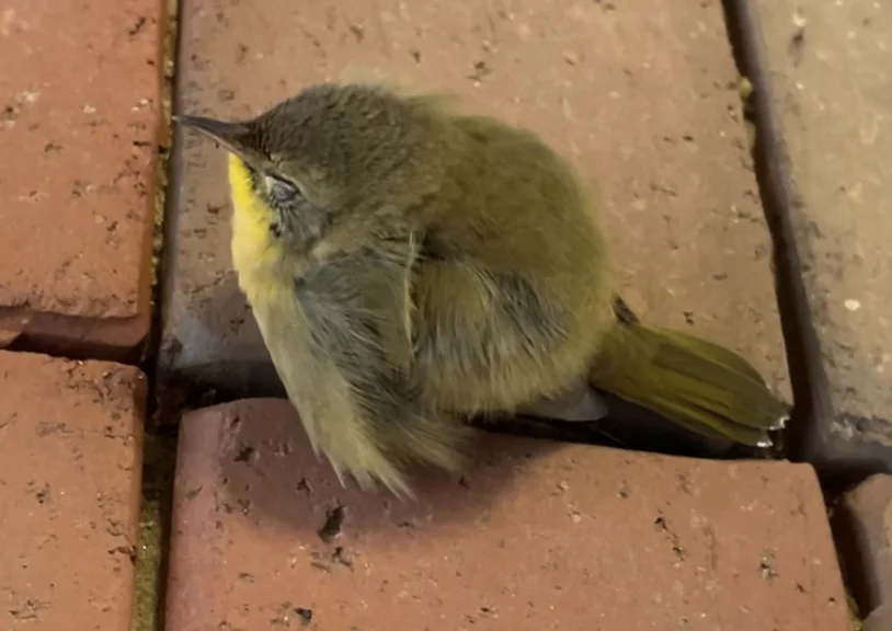 黄喉地莺(Geothlypis trichas)