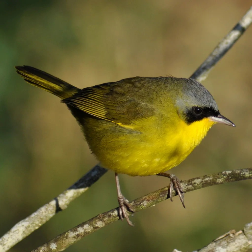 南黄喉地莺(Geothlypis velata)