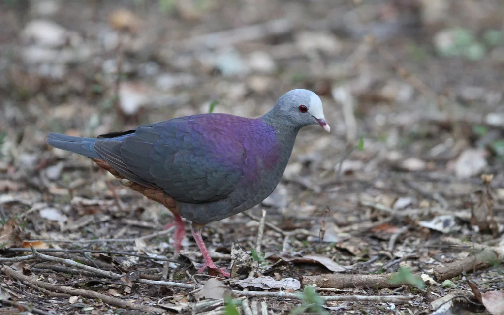 灰头鹑鸠(Geotrygon caniceps)