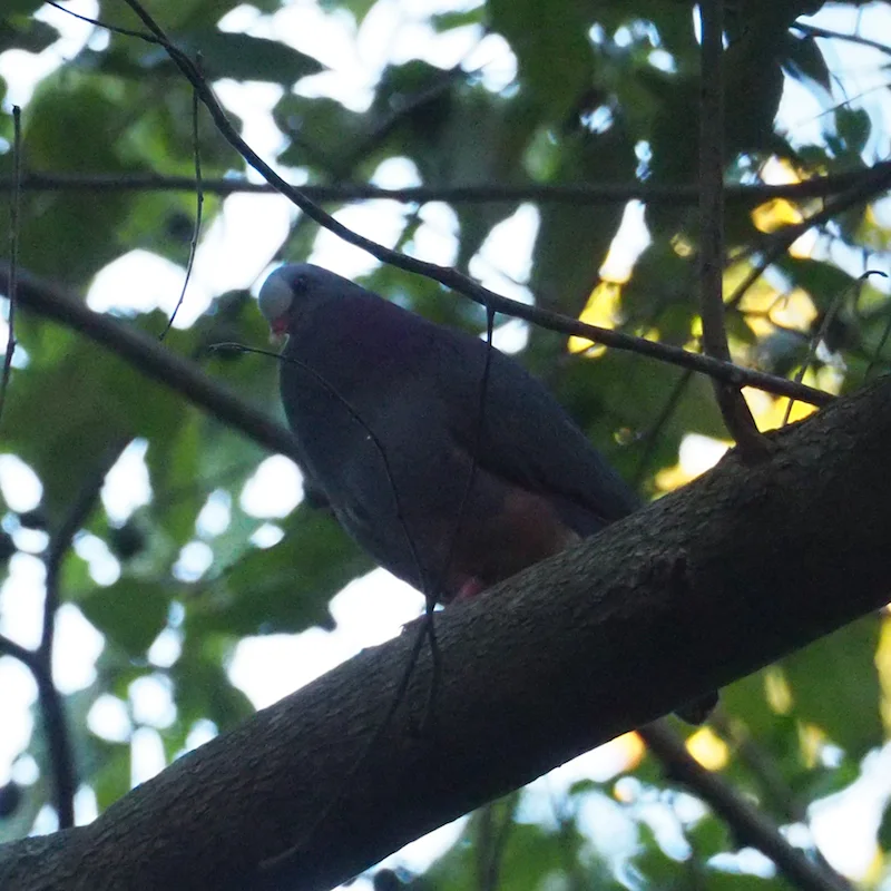 灰头鹑鸠(Geotrygon caniceps)