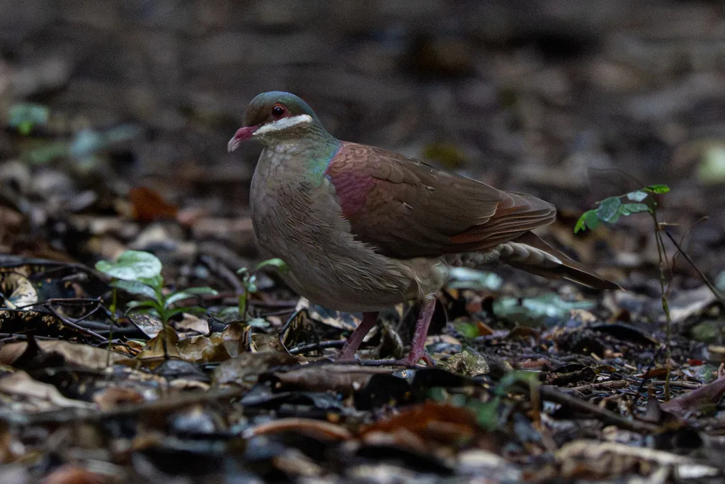 绿顶鹑鸠（Geotrygon chrysia）