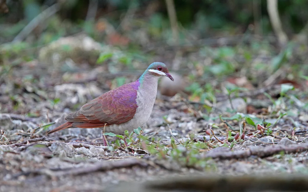 绿顶鹑鸠（Geotrygon chrysia）
