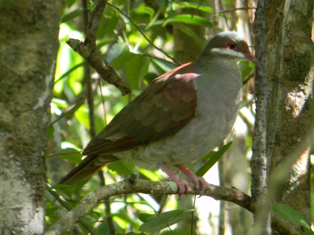 绿顶鹑鸠（Geotrygon chrysia）
