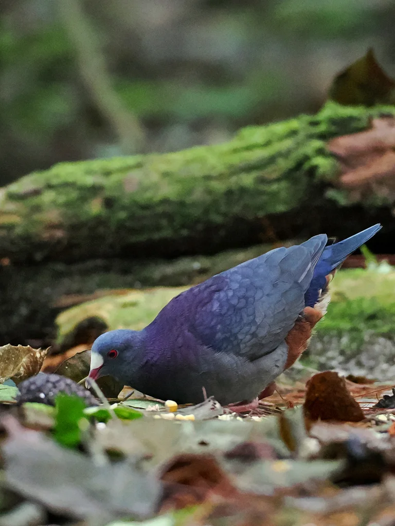 白额鹑鸠(Geotrygon leucometopia)