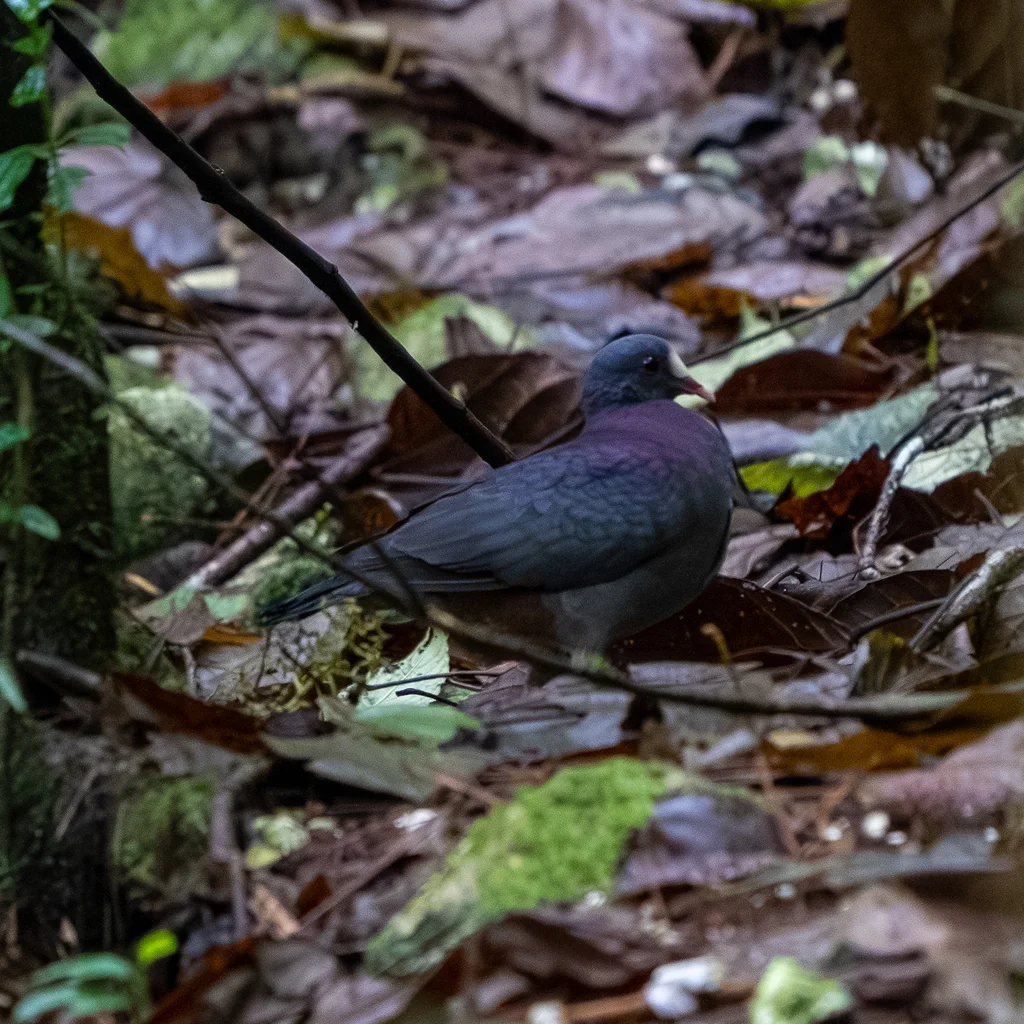 白额鹑鸠(Geotrygon leucometopia)